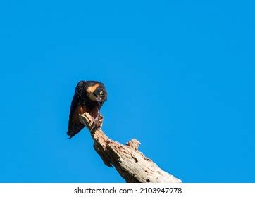 Bat Falcon Falco Rufigularis Prey Bat Stock Photo 2103947978 | Shutterstock