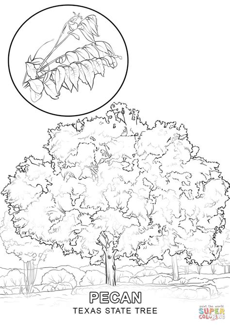 Texas State Tree coloring page | Free Printable Coloring Pages