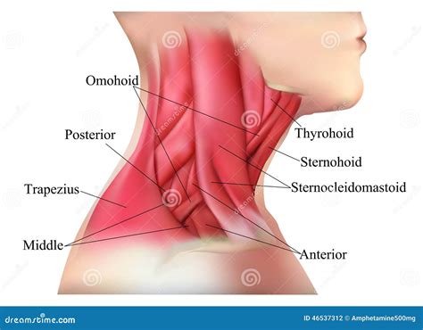 Anatomia Dos Músculos Do Pescoço Ilustração Stock Imagem 46537312