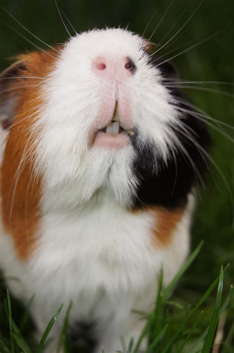 is it normal guinea pig shaking fast 10