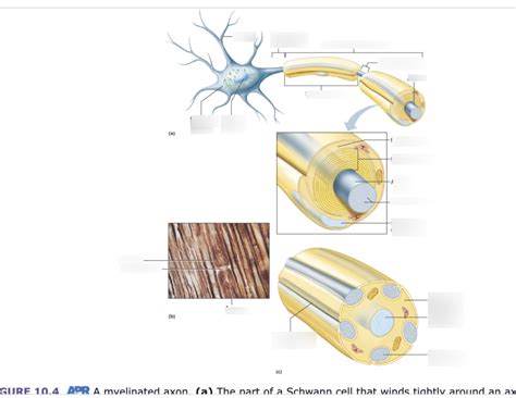 Labeled Myelinated Axon Diagram | Quizlet