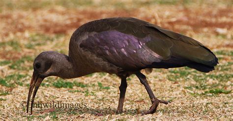 Hadada Ibis – Jon Hardacre Nature Photography