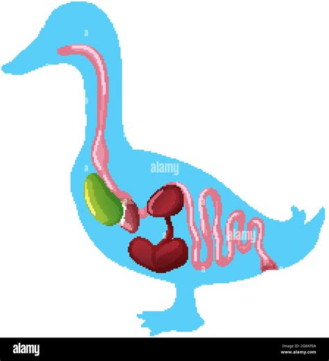 Internal Anatomy of a Duck isolated on white background illustration ...