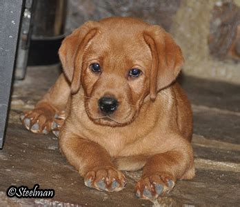 FOX RED LABRADORS GALLERY PHOTOS LAB BREEDERS PUPPIES