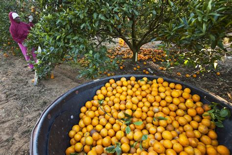 Orange Juice Prices Hit Record High The World From Prx