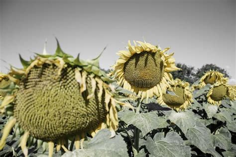 Plantas Grandes Florecientes Del Helianthus Annuus De Los Girasoles En