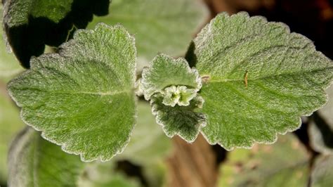 Plectranthus Coleoides La Planta Que Huele A Incienso Perfecta Para