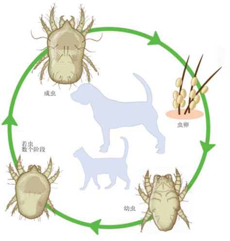 犬猫常见寄生虫及防治方案耳螨 病症 维宠宠物导航网