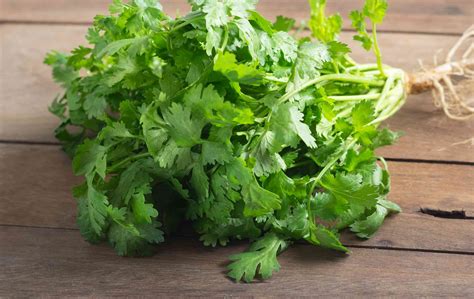 Kulantro (Cilantro) | Mediko.PH