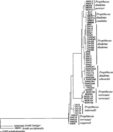 Maximum Likelihood Phylogram Derived From DNA Sequence Data From 59