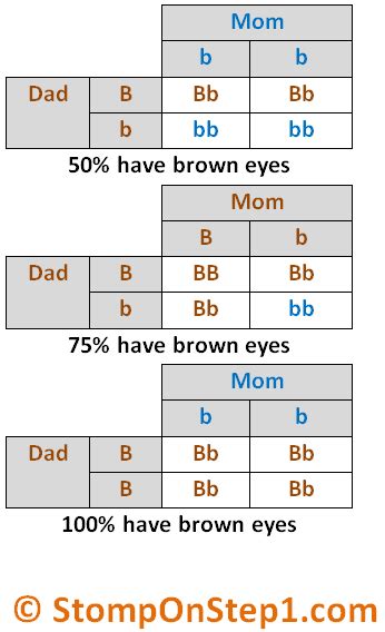 X Linked Dominant Punnett Square