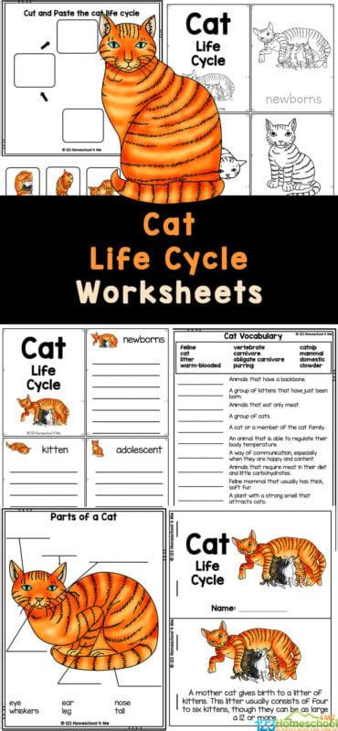 Simple Cat Life Cycle Fabulous Collection Pinnaxis