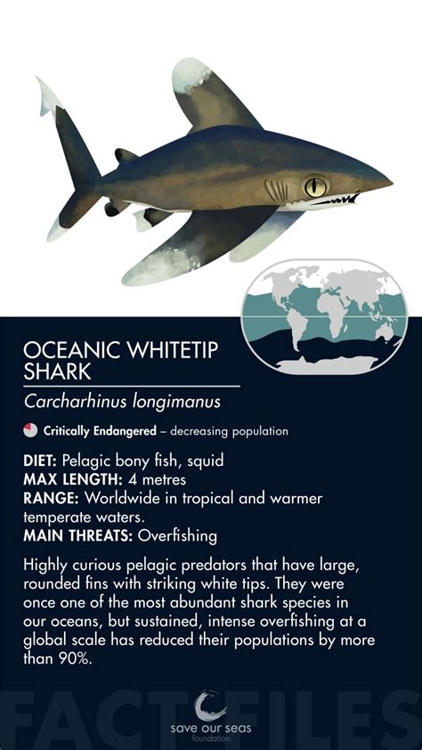 Oceanic whitetip shark - Save Our Seas Foundation