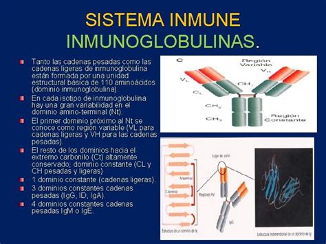 Sistema Inmune Inmunoglobulinas Receptores Respuesta Inmune Y Linfocito