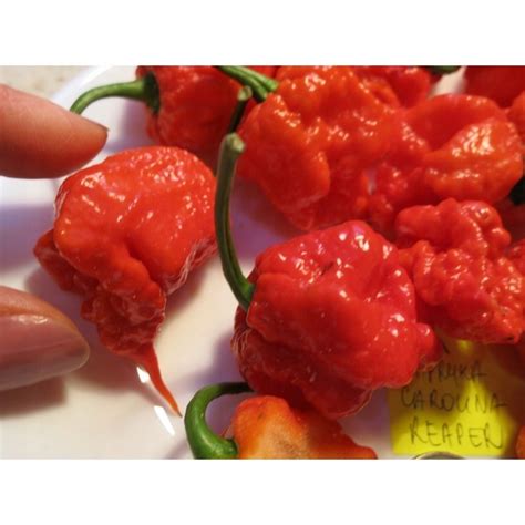 Papryka Carolina Reaper Hp B C Chinense Nasiona