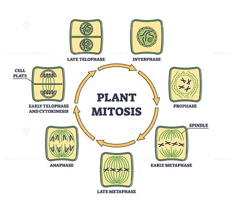 Mitosis Parts Labeled