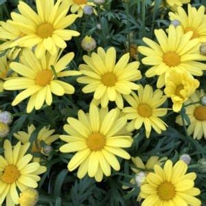 Golden Butterfly Argyranthemum Garden Crossings