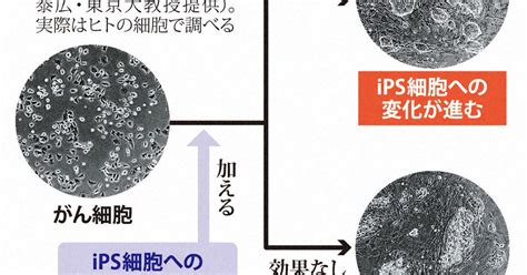 Ips細胞への変化でがん治療薬見つける方法発見 東大の研究チーム 毎日新聞