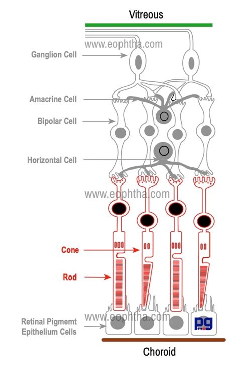 Layers Of Retina Diagram The Structure Of Human Retina