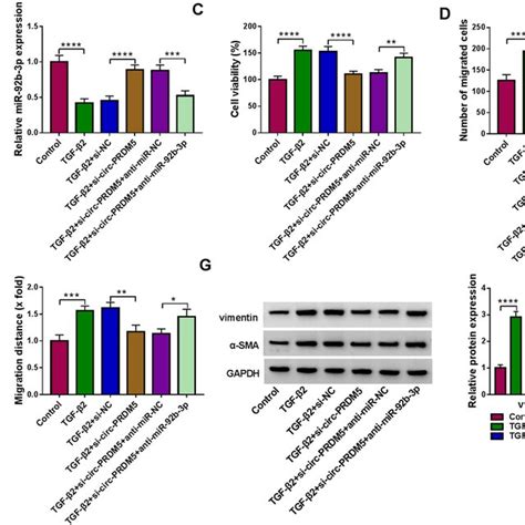 Circ Prdm Modulated Tgf Induced Migration Invasion And Emt By