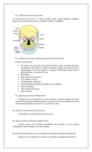 Cuestionario De Huesos De La Cara Ricardo Sanchez Udocz