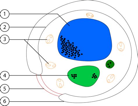 Grybo Ląstelės Sandara Diagram Quizlet