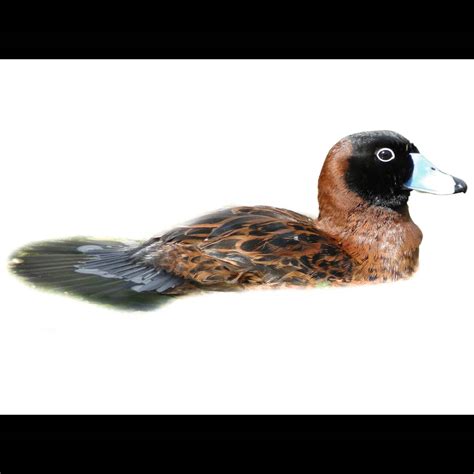 Masked Duck | Nomonyx dominicus | Species Guide | Birda