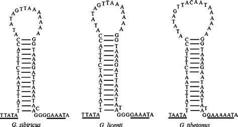 Possible Stem Loop Structures In The Mitochondrial At Rich Regions Of