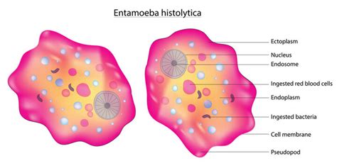 Entamoeba Histolytica