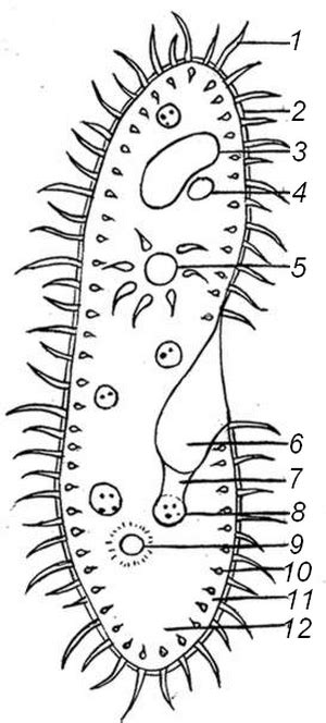 Paramecium Cell Labeled Diagram - File Paramecium Anatomy Svg Wikimedia ...