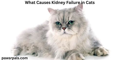 What Causes Kidney Failure in Cats? - Paws R Pals