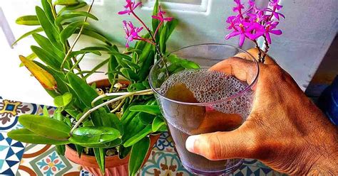 Florists Trick To Make Orchids Bloom The Beginners Garden