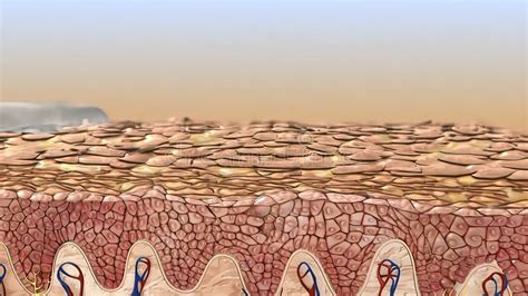 The Epidermis Is The Outer Layer Of The Skin Defined As A Stratified