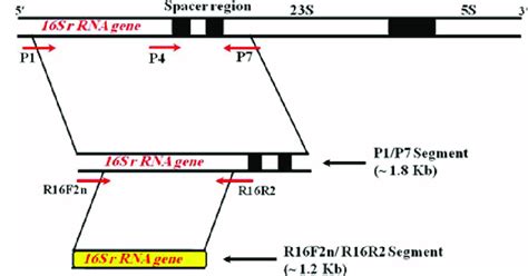 Diagrammatic Representation Of A Nested Polymerase Chain Reaction