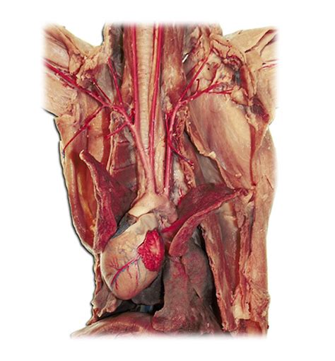 Branches Of The Aortic Arch Diagram Quizlet