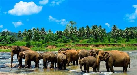 Kandy (Pinnawela Elephant Orphanage) - Triplanka Tours