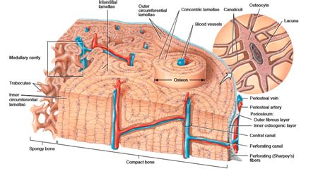 Histology of bone | NURSING LECTURE