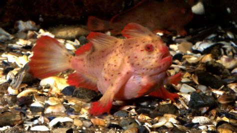 Il Pesce Con Le Mani Rosso Usa Le Pinne Per Camminare Sul Fondo Marino