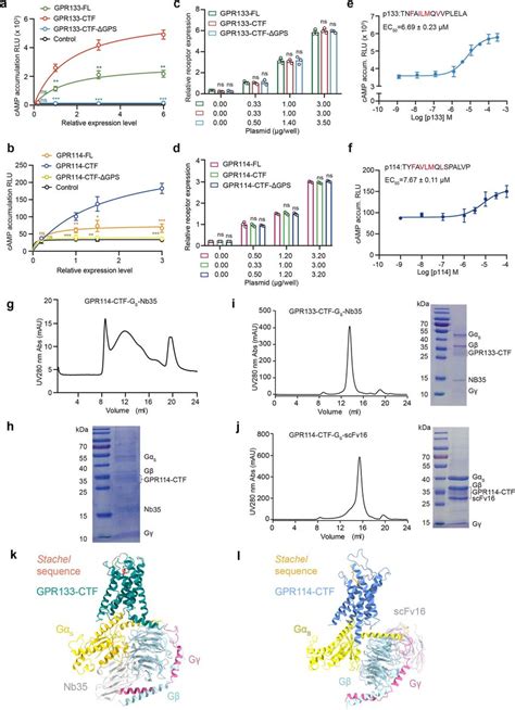 Gpr And Gpr Basal Activity And Complex Purification A B