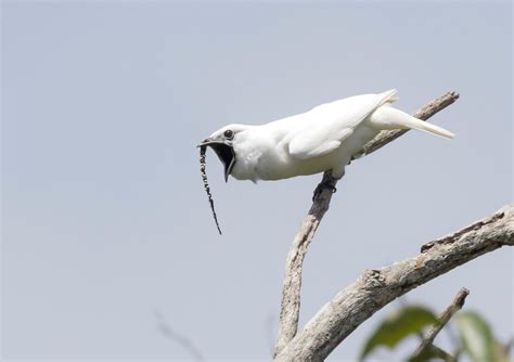 Very Loud Bird Attracts Females By Screaming In Their Faces | WBUR News