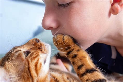 Why Do Cats Smell Your Breath 7 Reasons For This Behavior Hepper