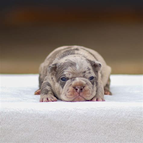 Blaze - Frenchton Puppy for Sale in Kinzers, PA | Lancaster Puppies