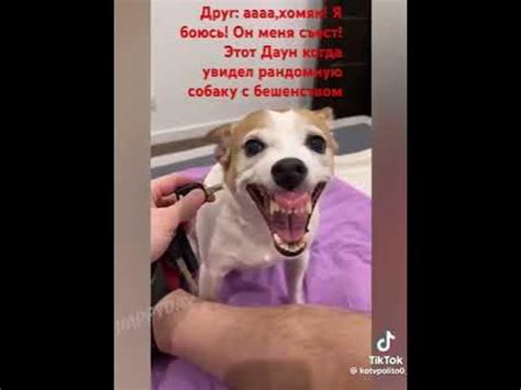 Друг и собака - YouTube