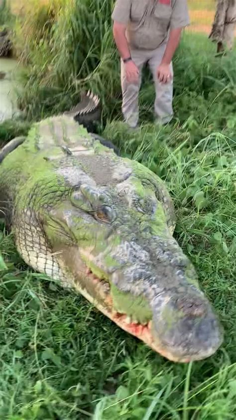 Dude finds the biggest saltwater crocodile : r/CrocodileHunters