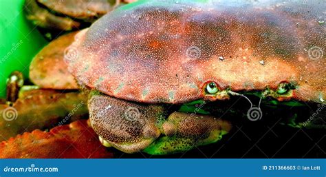 Edible British Crab Scientific Name Â Cancer Pagurus Stock Image