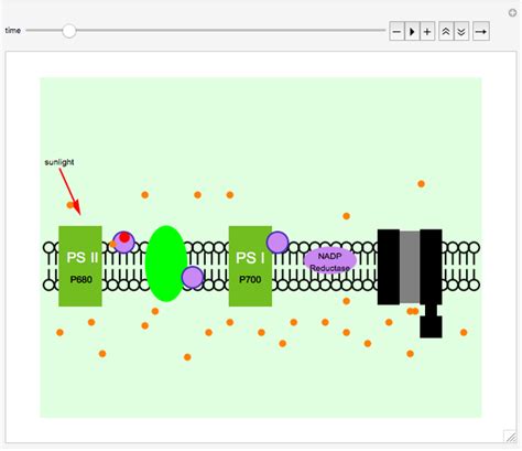 Light-Dependent Reactions in Photosynthesis - Wolfram Demonstrations ...