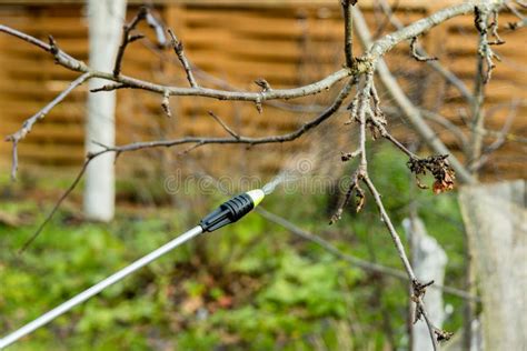 Spraying Fruit Trees With A Pump Sprayer With Insecticides And