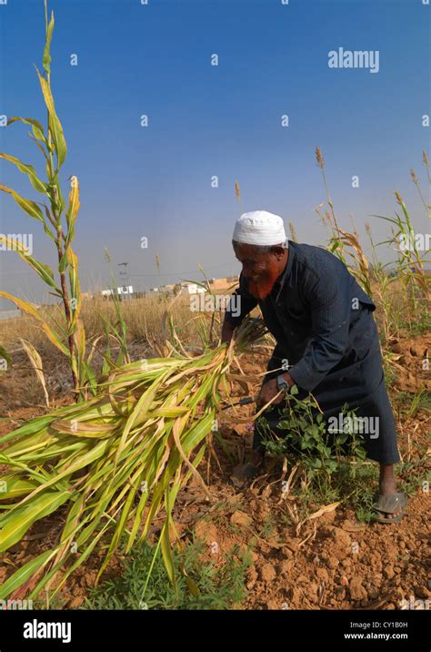 Red Beard Man On Tihama Coast Saudi Arabia Stock Photo Alamy