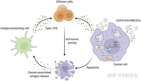 J Extracell Vesicles：成功利用红细胞胞外囊泡强效递送rig I激活性rna，有望治疗乳腺癌等一系列癌症 知乎