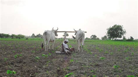 Maharashtra Farm Loan Waiver Disbursal Begins Nearly 3 Lakh Farmers